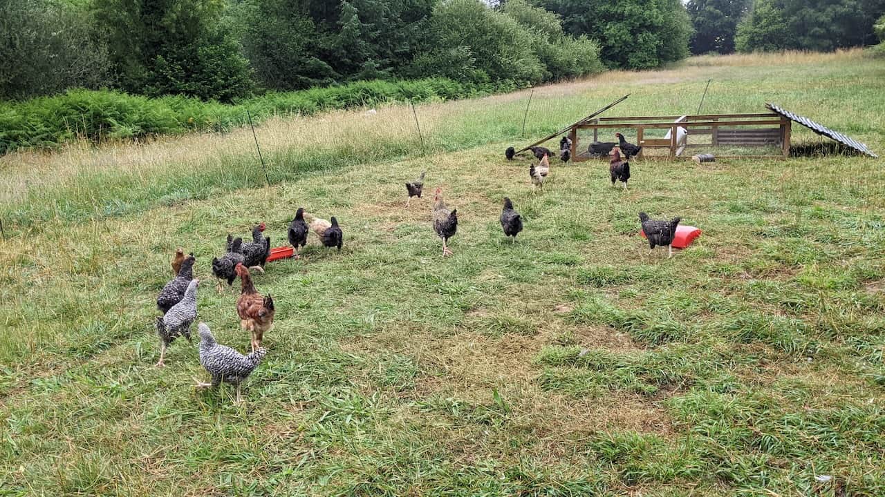 Élevage des volailles en plein air