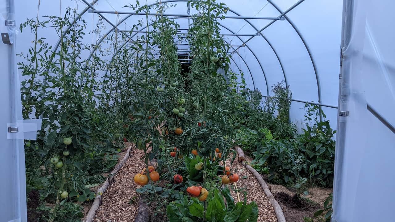 Permaculture sous serre à la ferme écologique