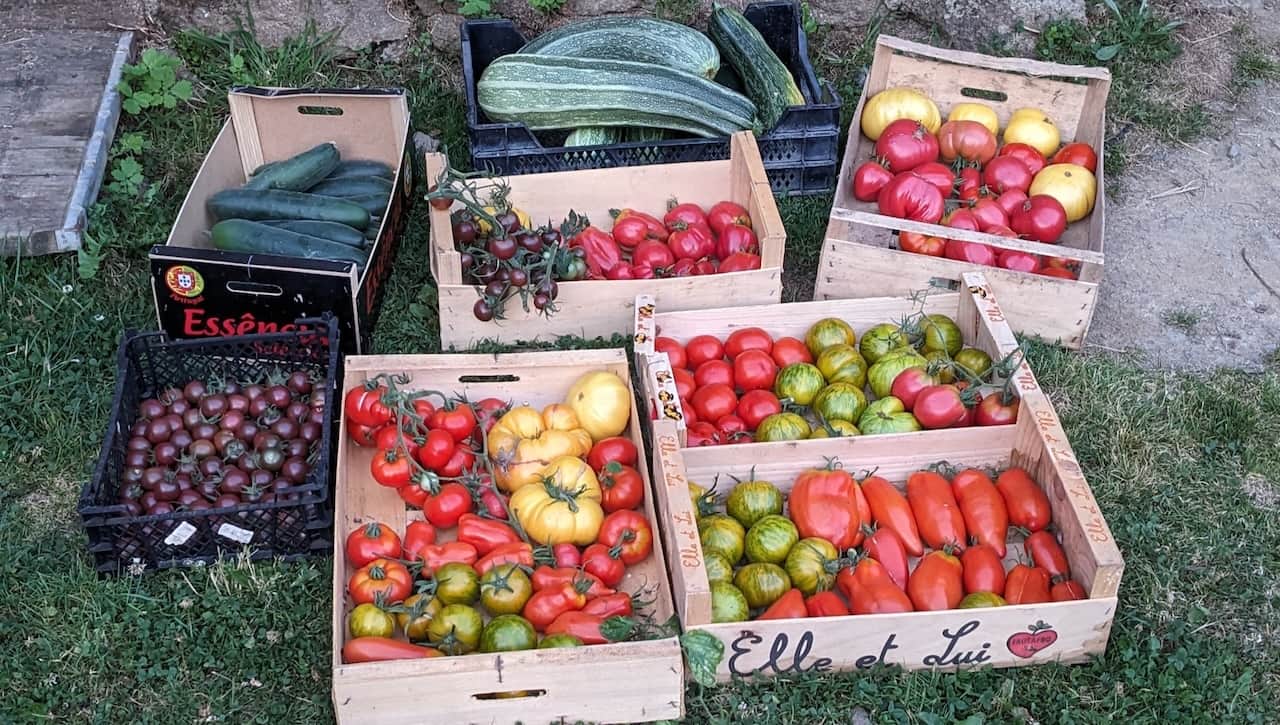 Récolte des légumes bio du jardin