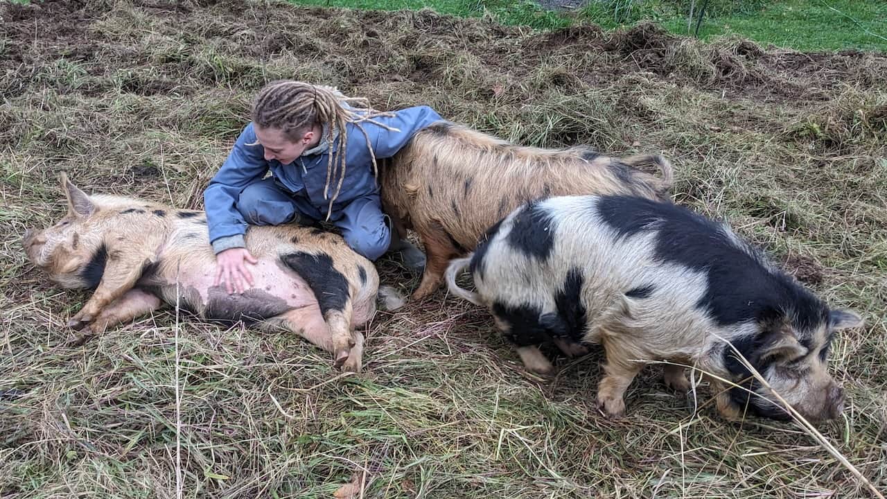Câlins aux cochons Kune Kune à l'Angeberdière