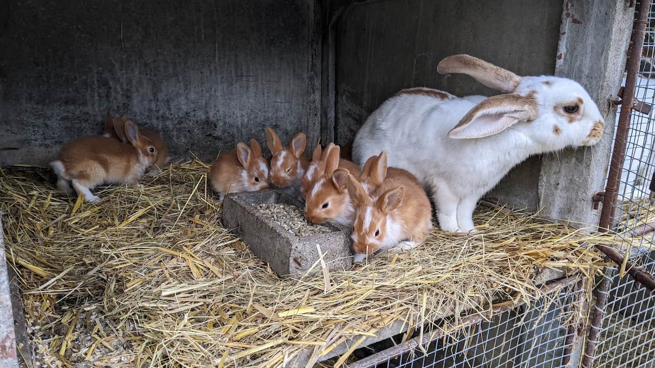 Soins aux lapins à la ferme