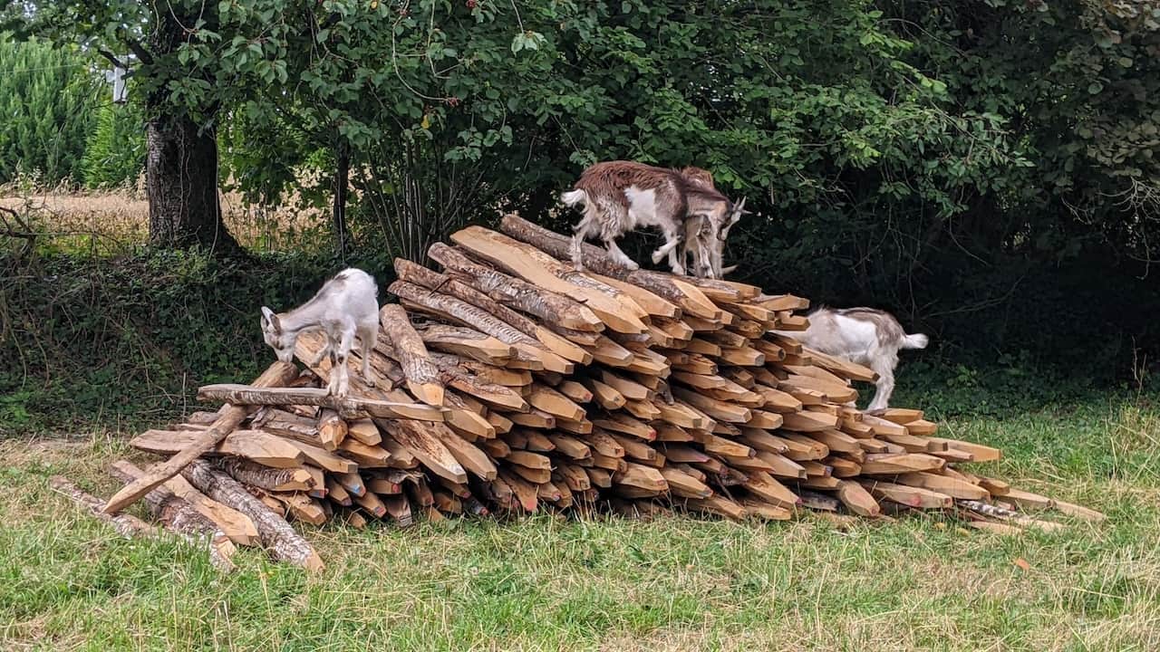 Activités à L'Angeberdière — chevrettes en forêt, Haute Mayenne